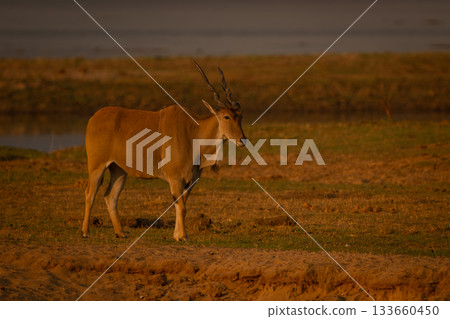 Male common eland stands on sunny riverbank Male common eland stands on sunny riverbank 133660450