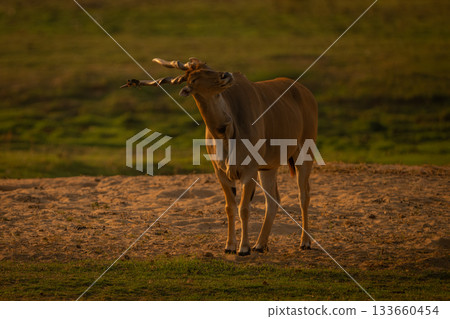 Male common eland shakes oxpecker off head Male common eland shakes oxpecker off head 133660454