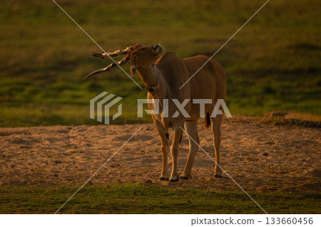 Male common eland on sand shaking head Male common eland on sand shaking head 133660456