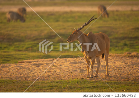 Male common eland on sand near zebras Male common eland on sand near zebras 133660458
