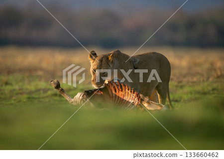 Lioness stands with zebra kill on grass Lioness stands with zebra kill on grass 133660462