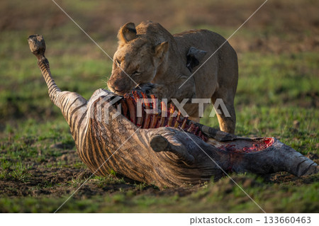 Lioness stands pawing zebra carcase on grass 133660463