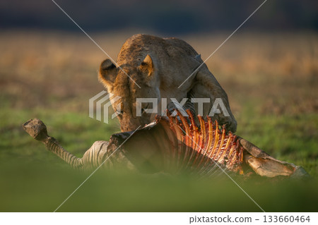 Lioness stands with zebra kill in sunshine 133660464