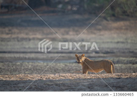 Lioness stands watching camera behind sandy bank 133660465