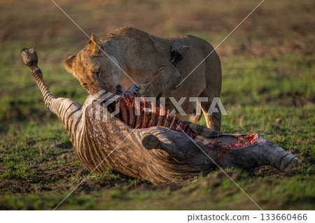 Lioness stands pawing zebra carcase in sunshine 133660466