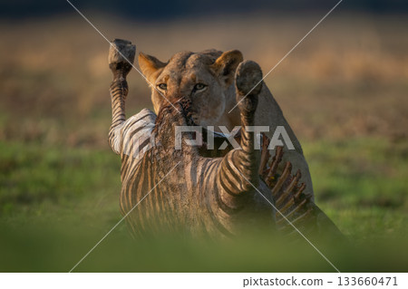 Lioness stands feeding on zebra in grassland 133660471