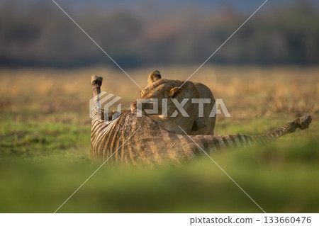 Lioness stands eating zebra carcase in sunshine 133660476