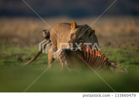 Lioness stands chewing on zebra in grass 133660479