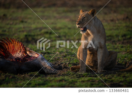 Lioness sits by zebra carcase in grass 133660481