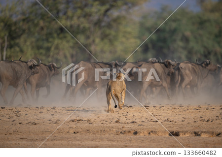 Lioness runs after herd of Cape buffaloes Lioness runs after herd of Cape buffaloes 133660482