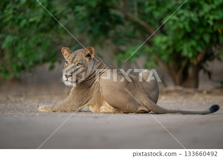 Lioness lies on bare ground near bushes Lioness lies on bare ground near bushes 133660492