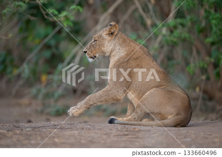 Lioness lies down on ground near bushes 133660496