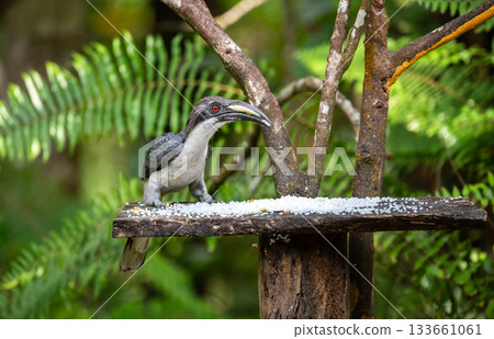 Sri Lanka grey hornbill (Ocyceros gingalensis) feeding on a birdfeeder. 133661061