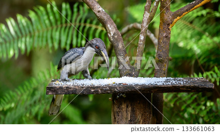 Sri Lanka grey hornbill (Ocyceros gingalensis) feeding on a birdfeeder. 133661063