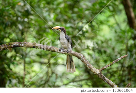 Sri Lanka grey hornbill (Ocyceros gingalensis) perched on a mossy branch in the Sinharaja Forest Reserve. Distinctive long bill and plumage stand out against the dense green foliage backdrop 133661064