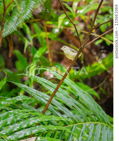 Pale-billed flowerpecker or Tickell's flowerpecker (Dicaeum erythrorhynchos) photographed in Sinharaja forest reserve 133661069