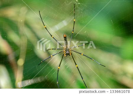 Giant Golden Orb Spider with long black legs sits at the center of its web in the Sinharaja rainforest. 133661078