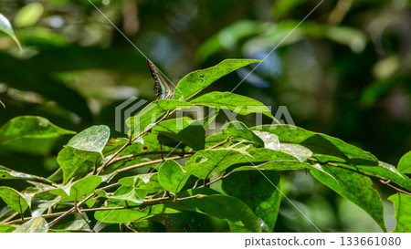 Narrow-banded banded bluebottle butterfly resting on a leaf in the Sinharaja rain forest. 133661080
