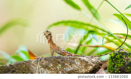 Brown-patched Kangaroo Lizard, also known as the Sri Lankan Kangaroo Lizard, resting on a rock in the Sinharaja rainforest. Endemic reptile species 133661088