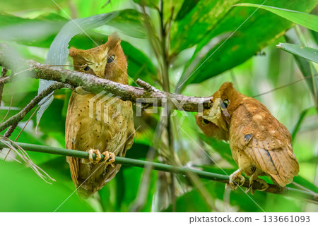 Pair of Serendib scops owls (Otus thilohoffmanni), an endemic and rare species, perched quietly among the green foliage of the Sinharaja Forest Reserve in Sri Lanka 133661093