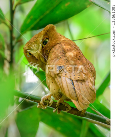 Serendib scops owl (Otus thilohoffmanni), an endemic and rare species, perched quietly among the green foliage of the Sinharaja Forest Reserve in Sri Lanka 133661095