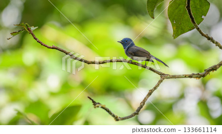 Black-naped monarch or black-naped blue flycatcher (Hypothymis azurea) perches on a tree branch at Sinharaja Forest Reserve 133661114