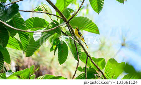 Orange minivet female (Pericrocotus flammeus) bird perched in a tree branch at Sinharaja Forest Reserve Orange minivet female (Pericrocotus flammeus) bird perched in a tree branch at Sinharaja Forest Reserve 133661124