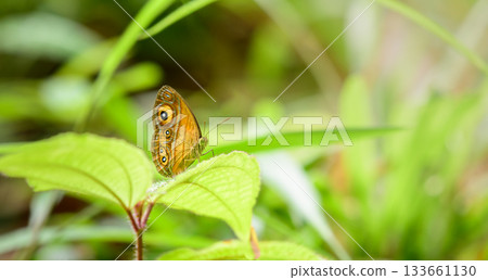 Glad-eye bushbrown butterfly on a green leaf at the Sinharaja forest reserve 133661130