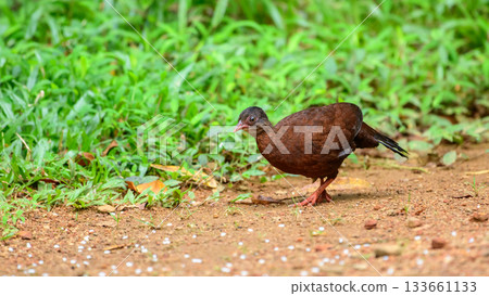 Female Sri Lanka spurfowl (Galloperdix bicalcarata) foraging on the forest floor at Sinharaja Forest Reserve 133661133