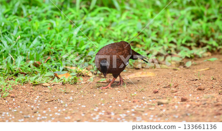 Female Sri Lanka spurfowl (Galloperdix bicalcarata) foraging on the forest floor at Sinharaja Forest Reserve 133661136
