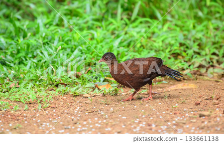 Female Sri Lanka spurfowl (Galloperdix bicalcarata) foraging on the forest floor at Sinharaja Forest Reserve 133661138
