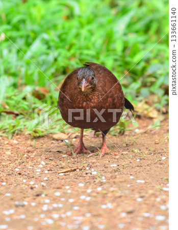 Female Sri Lanka spurfowl (Galloperdix bicalcarata) foraging on the forest floor at Sinharaja Forest Reserve 133661140