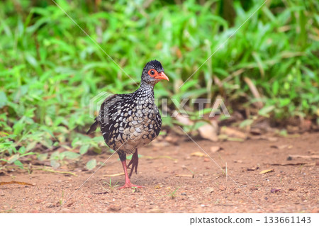 Sri Lanka spurfowl (Galloperdix bicalcarata) male bird foraging on the forest floor at Sinharaja Forest Reserve 133661143