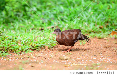Female Sri Lanka spurfowl (Galloperdix bicalcarata) foraging on the forest floor at Sinharaja Forest Reserve Female Sri Lanka spurfowl (Galloperdix bicalcarata) foraging on the forest floor at Sinharaja Forest Reserve 133661151
