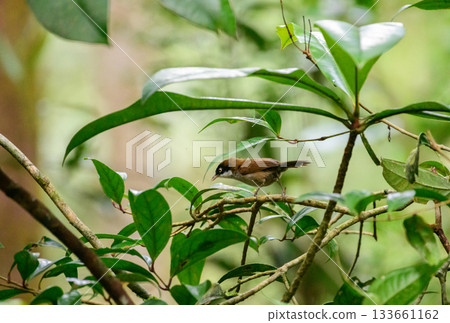 Dark-fronted babbler (Dumetia atriceps) bird perched on a tree branch in the Sinharaja forest reserve. The bird is surrounded by green leaves and a natural habitat Dark-fronted babbler (Dumetia atriceps) bird perched on a tree branch in the Sinharaja forest reserve. The bird is surrounded by green leaves and a natural habitat 133661162