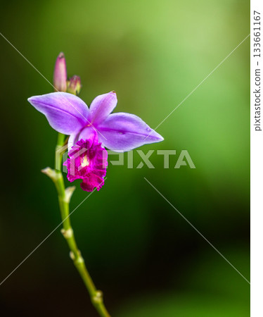 Bamboo orchids (Arundina graminifolia) bloom in the rainforest of Sinharaja Forest Reserve. The orchid stands out against the green natural background 133661167