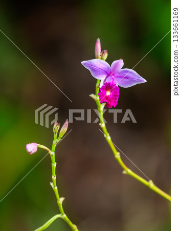 Bamboo orchids (Arundina graminifolia) bloom in the rainforest of Sinharaja Forest Reserve. The orchid stands out against the green natural background 133661169