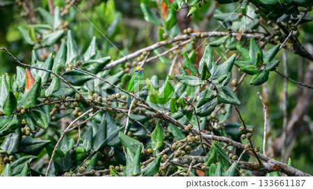 Yellow-fronted barbet is perched on a fruiting tree branch in the Sinharaja Forest Reserve. Surrounded by green leaves and small fruits in the rainforest habitat 133661187