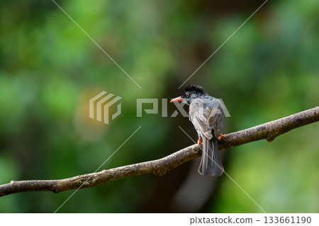 Square-tailed bulbul (Hypsipetes ganeesa) bird perched in a branch against a natural green backdrop in Sinharaja Forest Reserve Square-tailed bulbul (Hypsipetes ganeesa) bird perched in a branch against a natural green backdrop in Sinharaja Forest Reserve 133661190