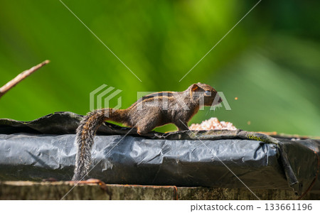 Dusky-striped squirrel (Funambulus layardi) eating food from a bird feeder. Green blurred natural background at Sinharaja Forest Reserve. 133661196