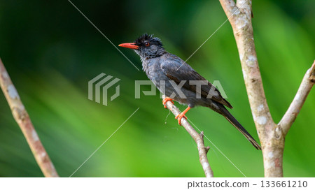 Square-tailed bulbul (Hypsipetes ganeesa) bird perched in a branch against a natural green backdrop in Sinharaja Forest Reserve 133661210