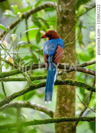 Sri Lanka blue magpie or Ceylon magpie (Urocissa ornata) bird perch on a tree branch at the Sinharaja forest reserve. Sri Lanka blue magpie or Ceylon magpie (Urocissa ornata) bird perch on a tree branch at the Sinharaja forest reserve. 133661222