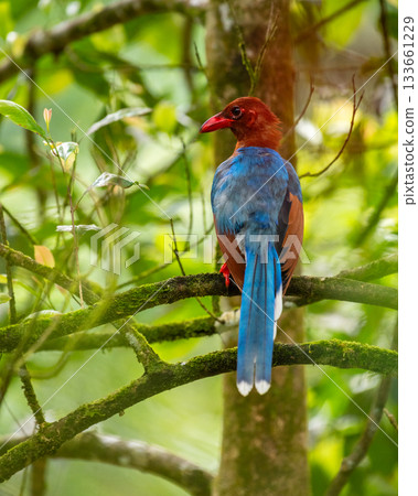 Sri Lanka blue magpie or Ceylon magpie (Urocissa ornata) bird perch on a tree branch at the Sinharaja forest reserve. 133661229
