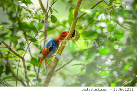 Sri Lanka blue magpie or Ceylon magpie (Urocissa ornata) bird feeds on a snail in a tree branch at the Sinharaja forest reserve. Sri Lanka blue magpie or Ceylon magpie (Urocissa ornata) bird feeds on a snail in a tree branch at the Sinharaja forest reserve. 133661231