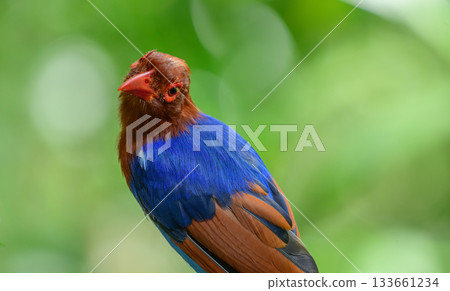 Sri Lanka blue magpie or Ceylon magpie (Urocissa ornata) bird close-up portrait photo against natural green bokeh backdrop. Sri Lanka blue magpie or Ceylon magpie (Urocissa ornata) bird close-up portrait photo against natural green bokeh backdrop. 133661234