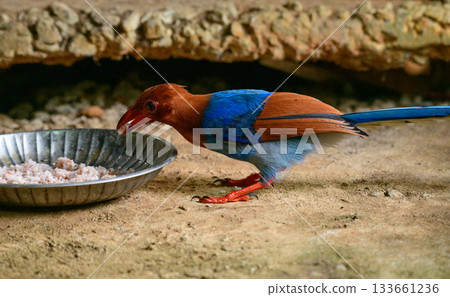 Sri Lanka blue magpie or Ceylon magpie (Urocissa ornata) bird eating rice in a bird feeder on the ground. Sri Lanka blue magpie or Ceylon magpie (Urocissa ornata) bird eating rice in a bird feeder on the ground. 133661236