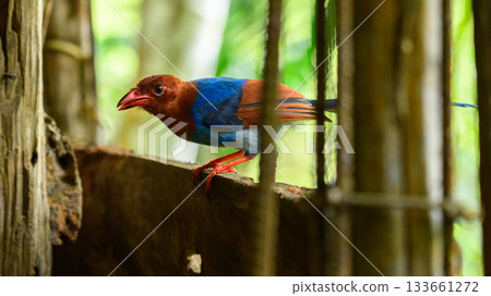Sri Lanka blue magpie or Ceylon magpie (Urocissa ornata) bird comes to the bird feeder on the ground. Sri Lanka blue magpie or Ceylon magpie (Urocissa ornata) bird comes to the bird feeder on the ground. 133661272