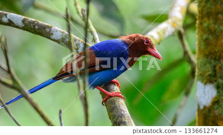Sri Lanka blue magpie or Ceylon magpie (Urocissa ornata) bird perch on a tree branch at the Sinharaja forest reserve. 133661274