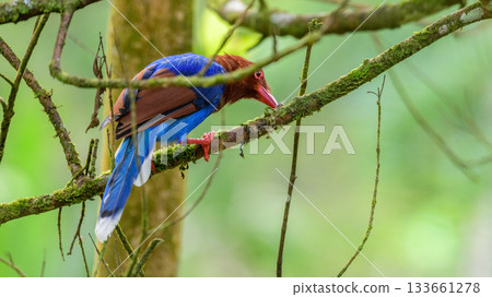 Sri Lanka blue magpie or Ceylon magpie (Urocissa ornata) bird eating a caterpillar on a tree branch at the Sinharaja forest reserve. 133661278