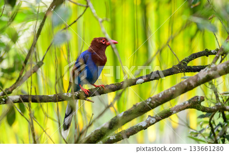 Sri Lanka blue magpie or Ceylon magpie (Urocissa ornata) bird perch on a tree branch at the Sinharaja forest reserve. 133661280
